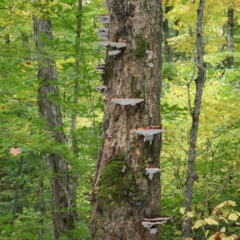 Sharp Photographs, The Fairy Tree Algonquin Park Ontario