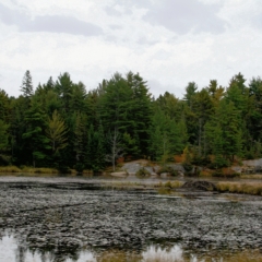 Sharp Photographs, Beaver pond in Algonquin Park Ontario