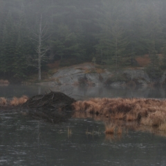 Sharp Photographs, Beaver pond in Algonquin Park Ontario