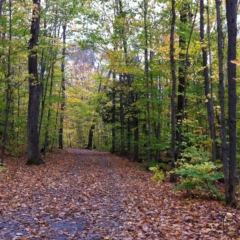 Sharp Photographs, Autumn in Orillia Ontario