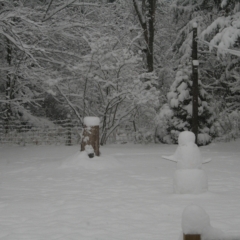 Sharp Photographs, Winter in Orillia Ontario