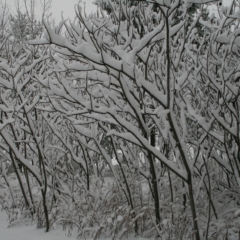 Sharp Photographs, Winter in Orillia Ontario